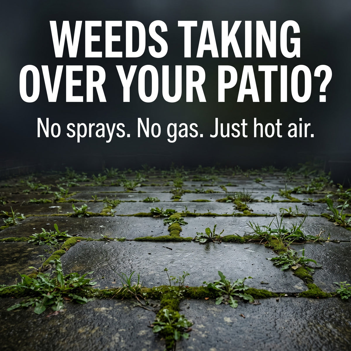 Weeds taking over a patio